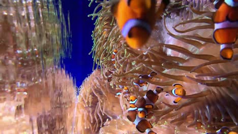Unterwasseraufnahmen-Von-Clownfischen-Oder-Anemonenfischen-Sind-Fische-Aus-Der-Unterfamilie-Amphiprioninae-In-Der-Familie-Pomacentridae