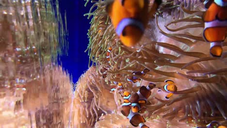 underwater footage of clownfish or anemonefish are fishes from the subfamily amphiprioninae in the family pomacentridae