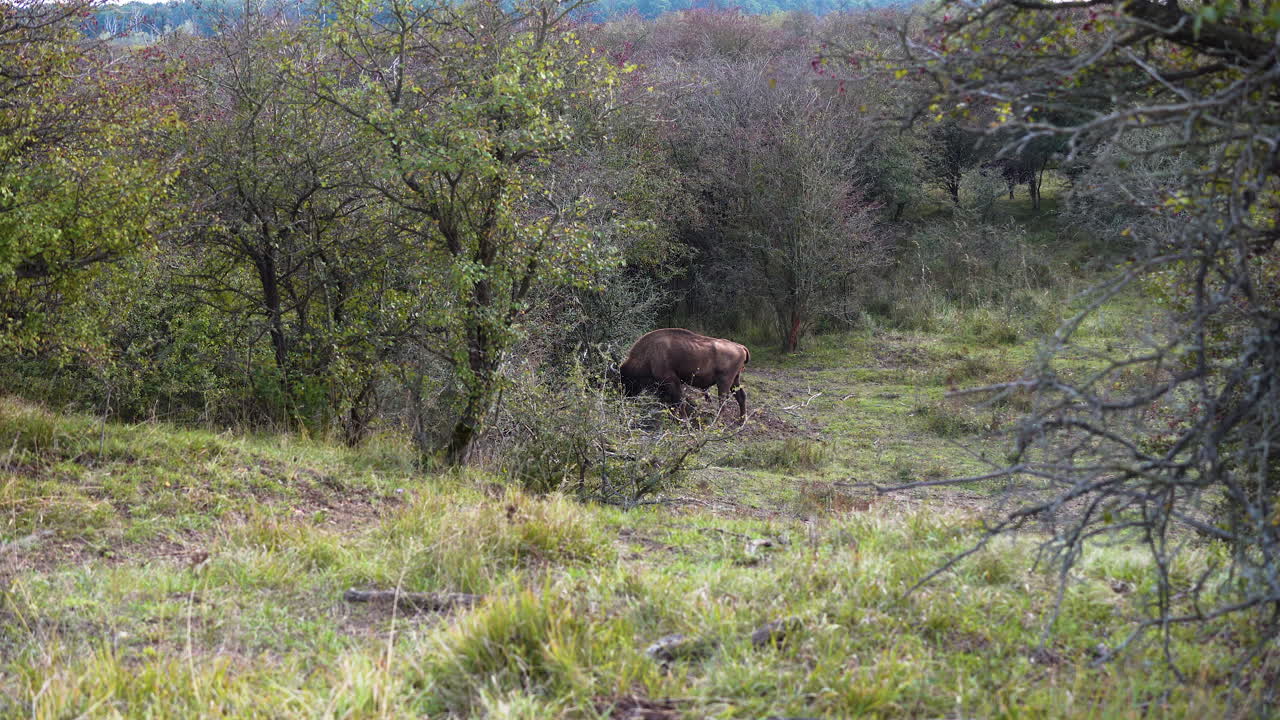 bisonte europeo toro bonasus pastando solo en un camino forestal,chequia