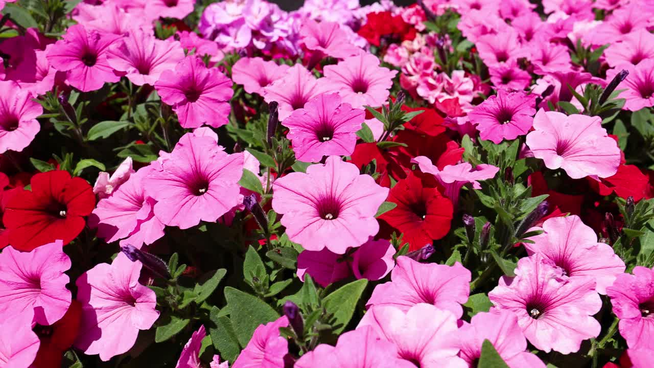 Vibrant red and pink petunias in full bloom