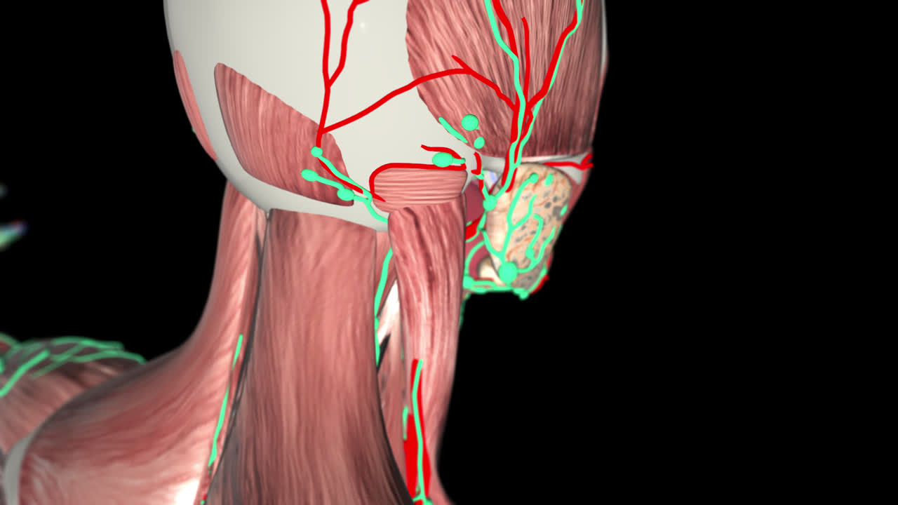 Human Head and Neck Anatomy with Muscles and Blood Vessels