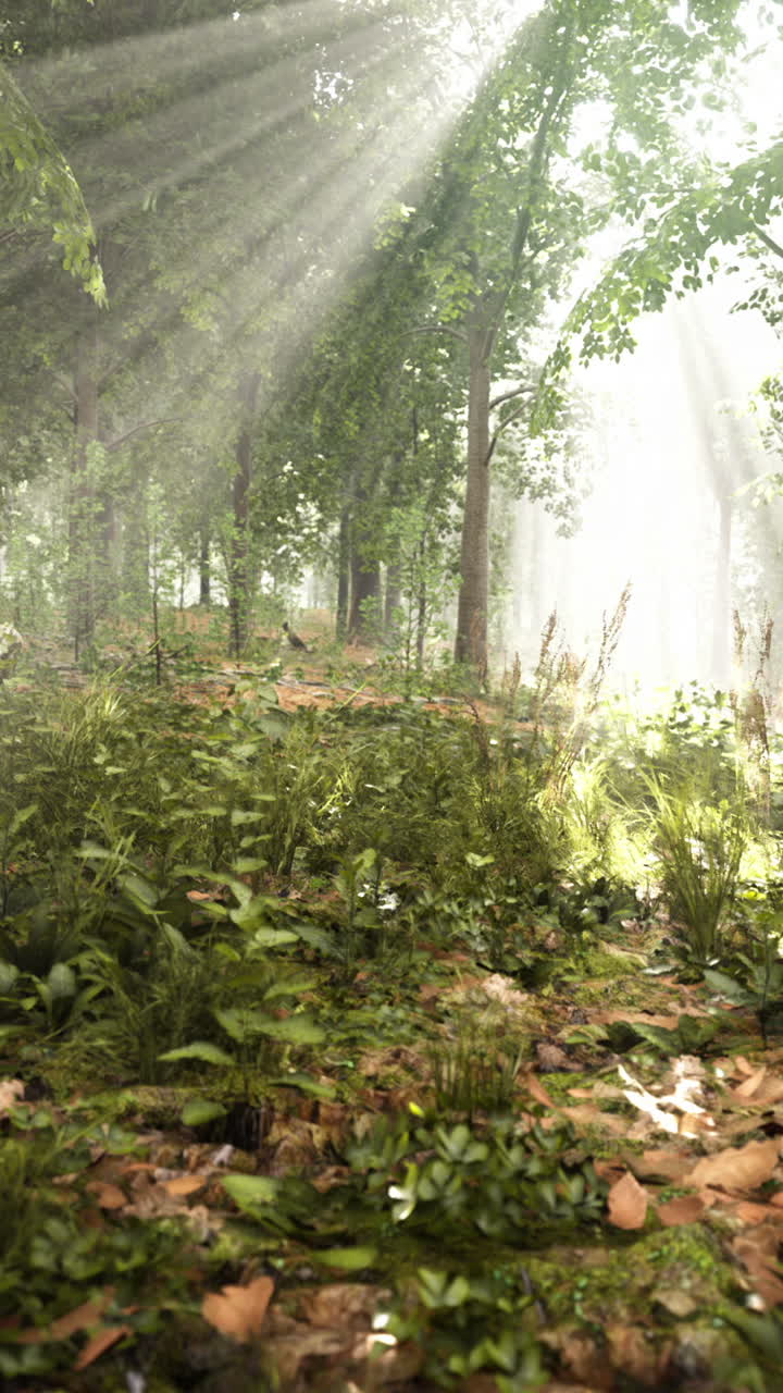 안개 숲 속 의 빛