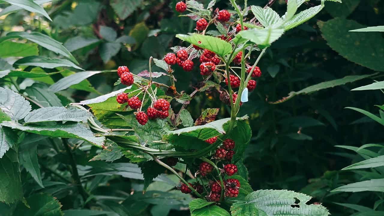 덤불 에 은 라즈베리