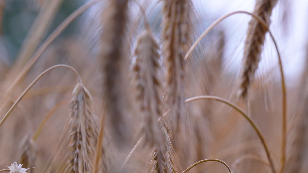 Golden wheat ears close-up in a summer field, macro view with soft focus