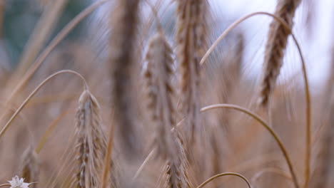 golden wheat ears close-up in a summer field, macro view with soft focus