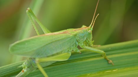 Getarnte-Grüne-Heuschrecke,-Die-Auf-Grünem-Pflanzenblatt-Sitzt