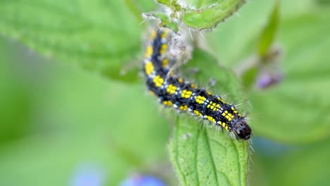 Scarlet-Tiger-Caterpillar-lifting-itself-off-green-alkanet-plant