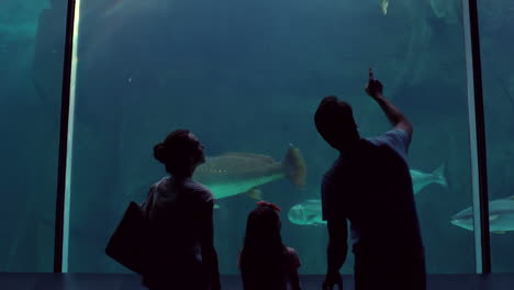 happy family looking at turtle