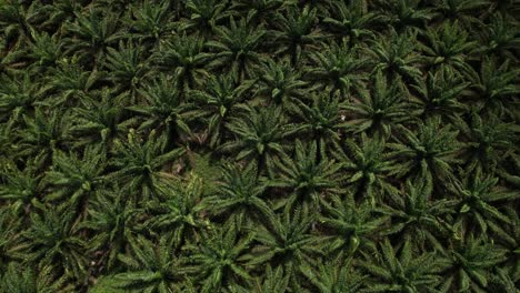 aerial view of a brazilian tropical forest with green dense foliage of palm treetops