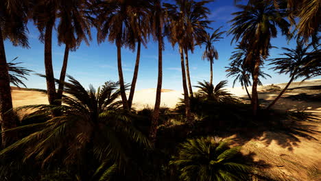 oasis at the moroccan desert dunes