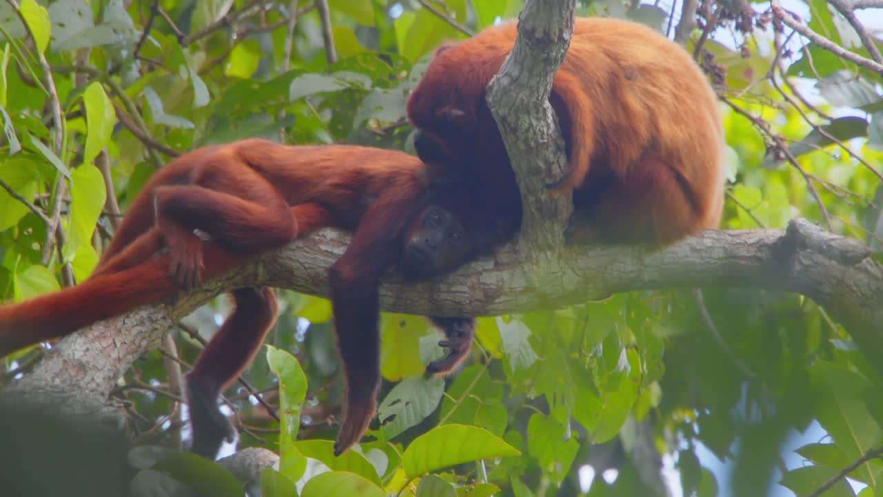 Small red howler monkey family interacting and spending time together in the lush rainforest canopy