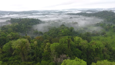 Vuelo-Místico-Y-Brumoso-De-Drones-Sobre-El-Bosque-Lluvioso-Tropical-Primario.-Saül