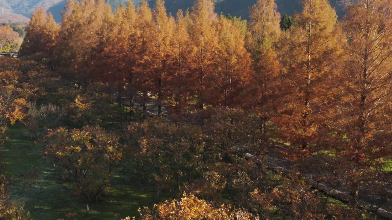 시골 일본 시가의 가을 황금 메타세쿼이아 나무