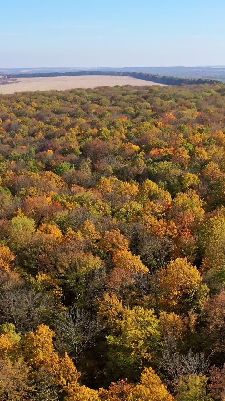Fall foliage in autumn forest. Vertical video