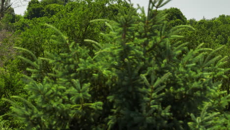 Lush-Green-Forest-In-Oronoco,-Minnesota,-USA---drone-shot