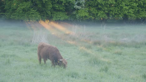 el ganado de las tierras altas pasta en la niebla de la mañana