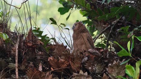 facing to the left and turns its head around to the back and faced the camera, buffy fish-owl ketupa ketupu, juvenile, thailand