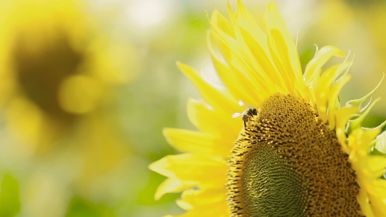 Ape su un girasole. Ape raccoglie nettare da un fiore di girasole