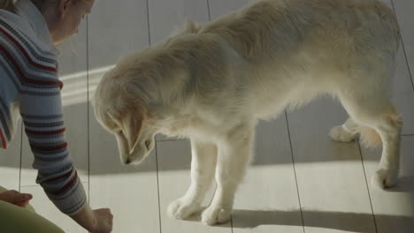 woman training a golden retriever puppy