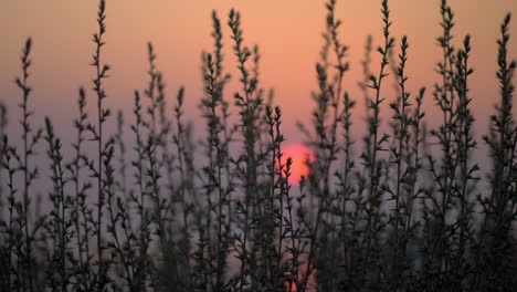 Vista-Del-Atardecer-Rojo-A-Través-De-La-Hierba