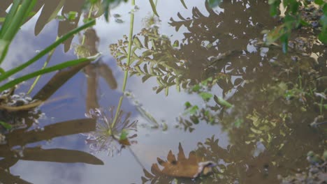 Toma-Estática-De-Una-Gota-De-Agua-Que-Cae-En-Un-Estanque-Después-De-La-Lluvia