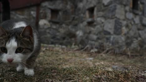 domestic cat looking for food on frozen ground in front of old stone cottage, rural life at winter