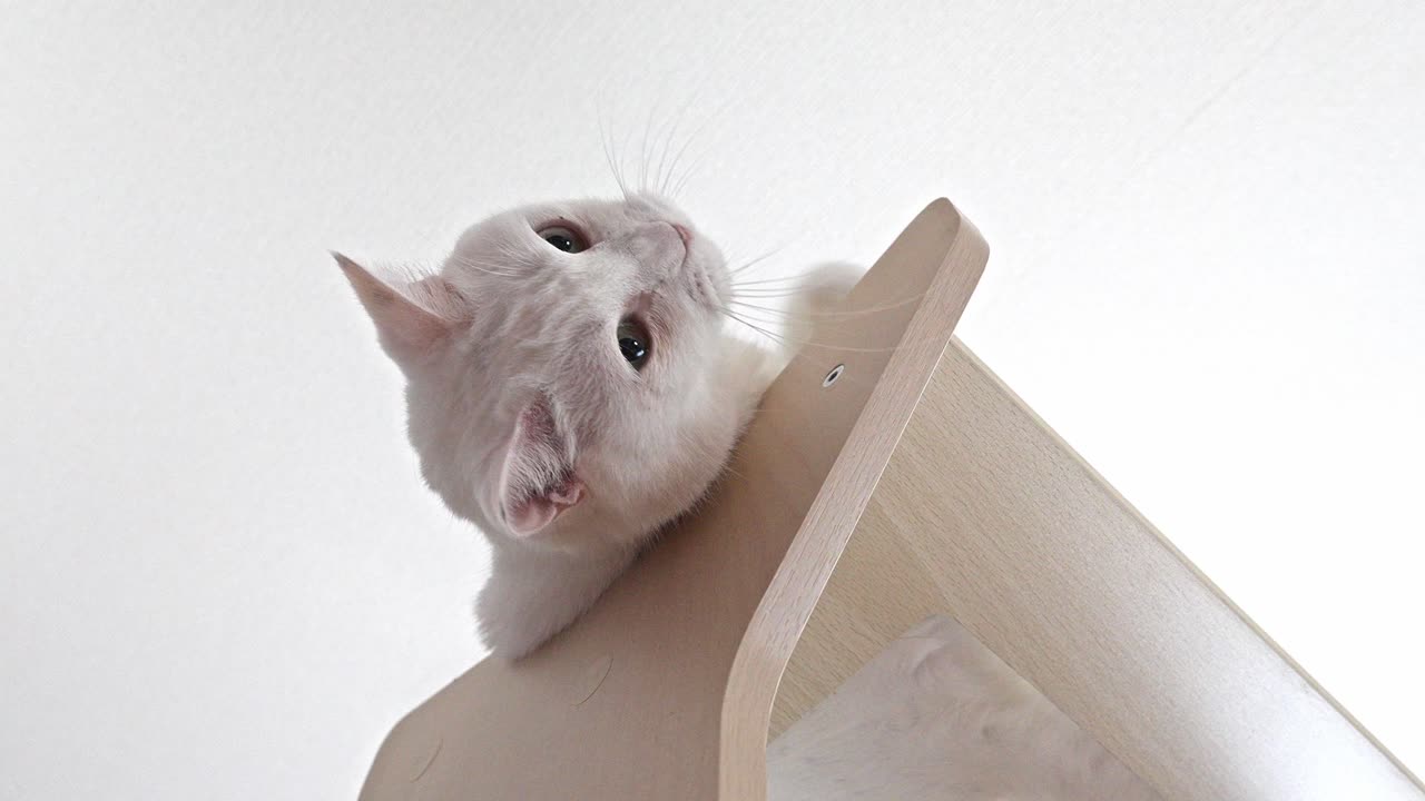 A curious white cat, seen from a low angle, perches on a light-colored cat tree, looking intently upwards against a bright, minimalist background.