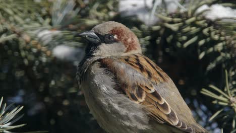 Männlicher-Spatz-Sitzt-Auf-Einem-Schneebedeckten-Ast-Der-Blaufichte-Im-Sonnenschein,-Nahaufnahme