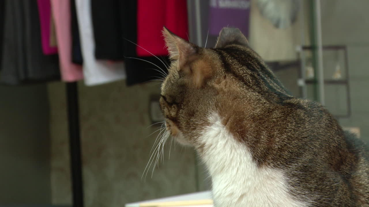 Cat Looking Backwards at Clothing Store