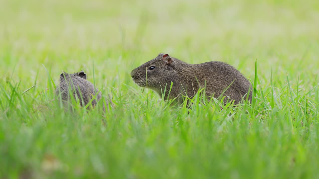 Two little brazilian guinea pig, cavia aperea munching on open grassland, one scratching its face with its back foot, wildlife cinematic low level close up shot at pantanal natural region, brazil