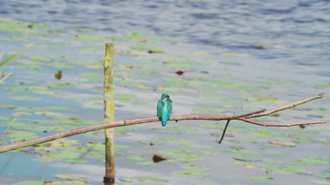 네덜란드 프리스란드 에 있는 이릭 연못 위 의 가지 에 앉아 있는 킹피셔 의 뒤쪽 모습