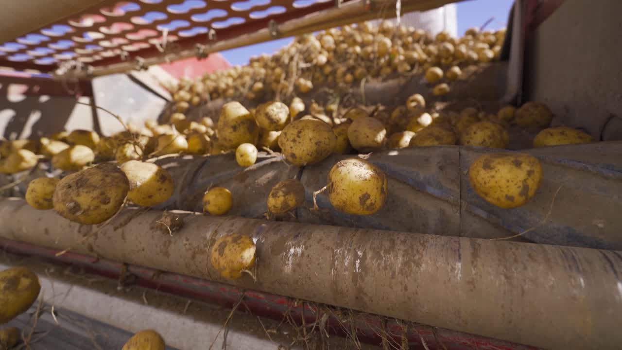 las patatas se están cayendo.