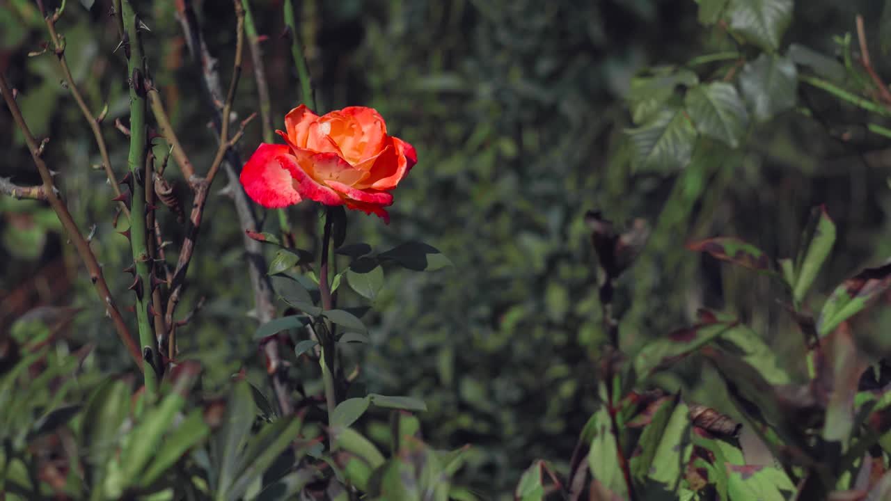 toma estática de una rosa roja y amarilla en el jardín