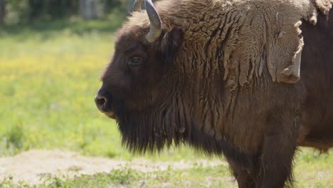 closeup profile of european bison in meadow with shaggy fur coat and beard