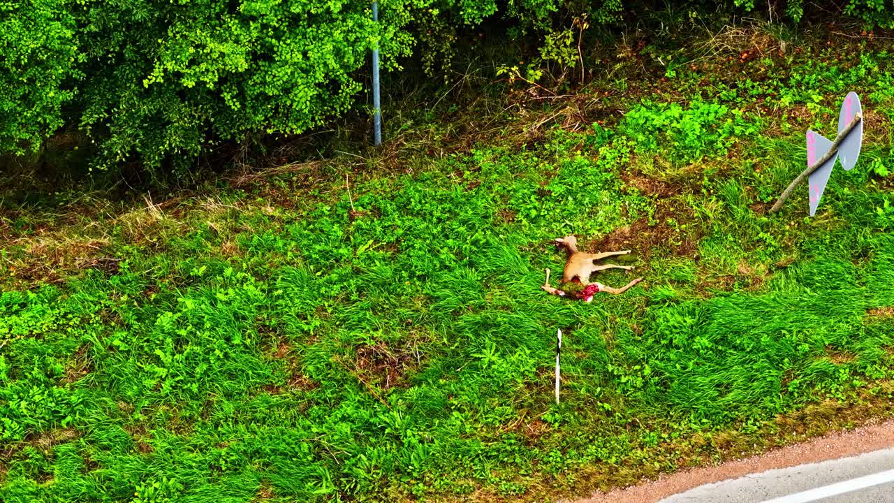 Riprese con drone che documentano animali selvatici investiti sulla carreggiata