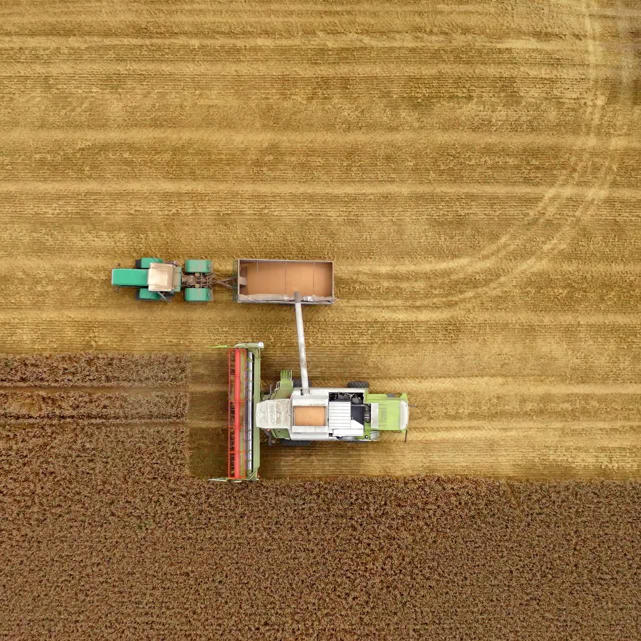 Harvester machine and tractor on yellow field. Combine is pouring ripe grains into the trailer. Top aerial view. Camera moving down