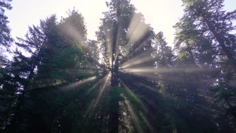 sun beams one morning in the redwood national forest