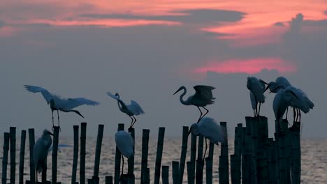 The-Great-Egret,-also-known-as-the-Common-Egret-or-the-Large-Egret