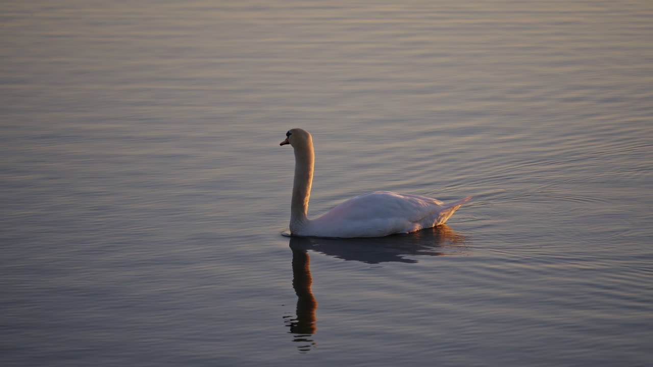 A dramatic slow-motion capture of an adult swan gliding across a pond at dawn.