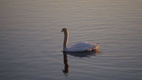 a dramatic slow-motion capture of an adult swan gliding across a pond at dawn.