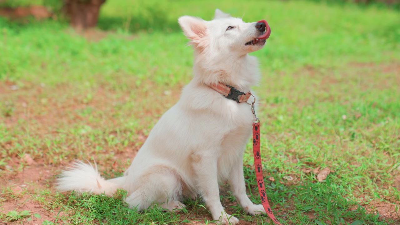 Anjing putih di rumput hijau memeriksa tali, mengendus tanah dan menggigit-gigit sebelum duduk dan melolong dengan suasana ceria dan lembut, sinar matahari halaman belakang, kalung terlihat, potret anjing jarak dekat yang menangkap rasa ingin tahu