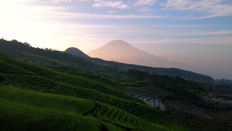 Aerial-view-of-green-tea-plantation-in-the-morning