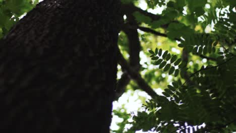 looking up at a tall tree