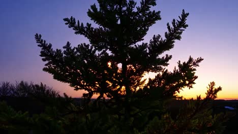 sunset paints the sky with vibrant colors behind a silhouetted pine tree, creating a serene evening landscape