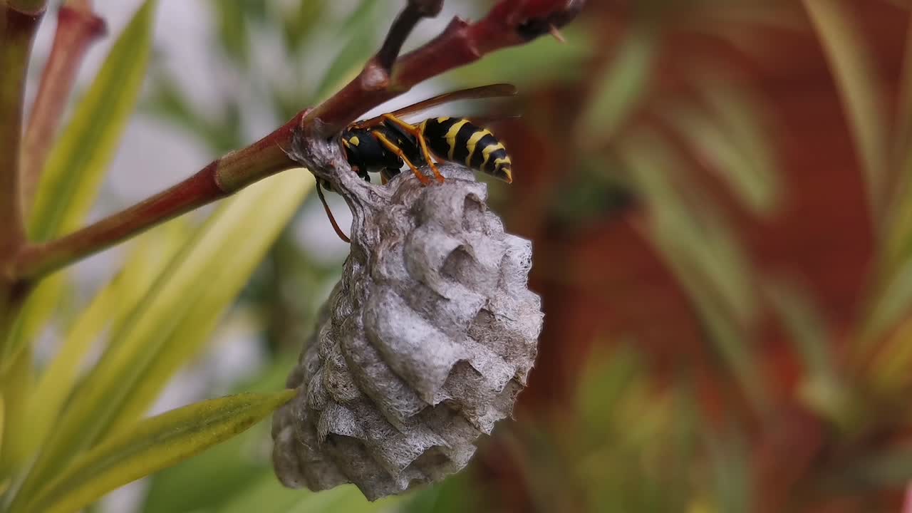 Wasp walking around its nest, which is being built on a flower next to a house