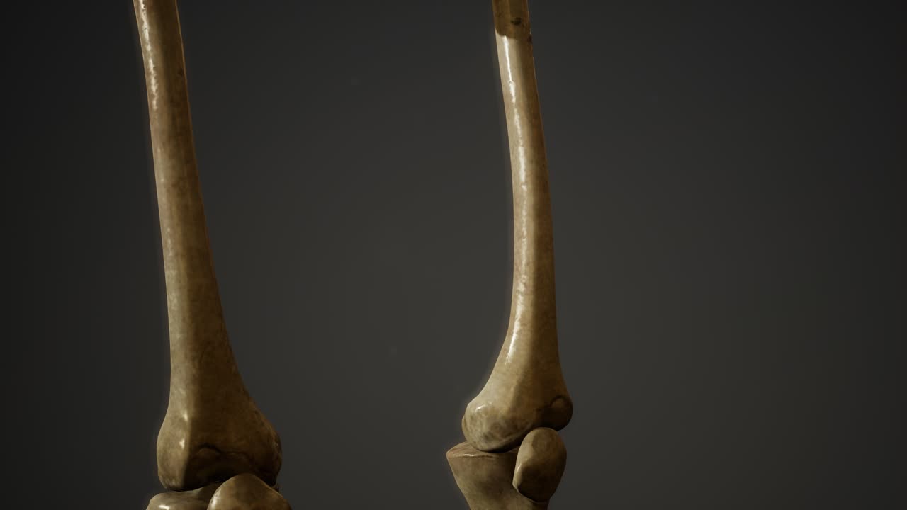 인간의 골격의  ⁇