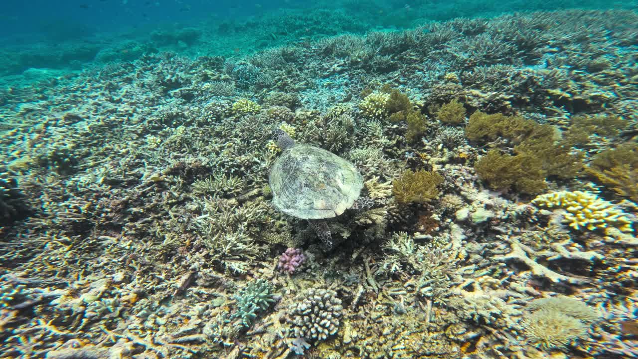 la cámara sigue a una tortuga marina que nada sobre un arrecife de coral, rodeada de aguas azules claras y corales exuberantes