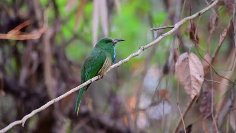 El-Abejaruco-De-Barba-Azul-Se-Encuentra-En-La-Península-De-Malaya,-Incluida-Tailandia,-En-Claros-De-Bosques-Particulares