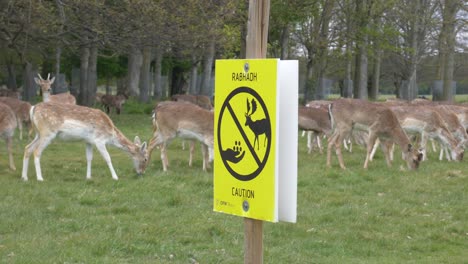 Ciervos-En-Barbecho-De-Vida-Silvestre-Pastando-En-Manada-En-Phoenix-Park-Dublin