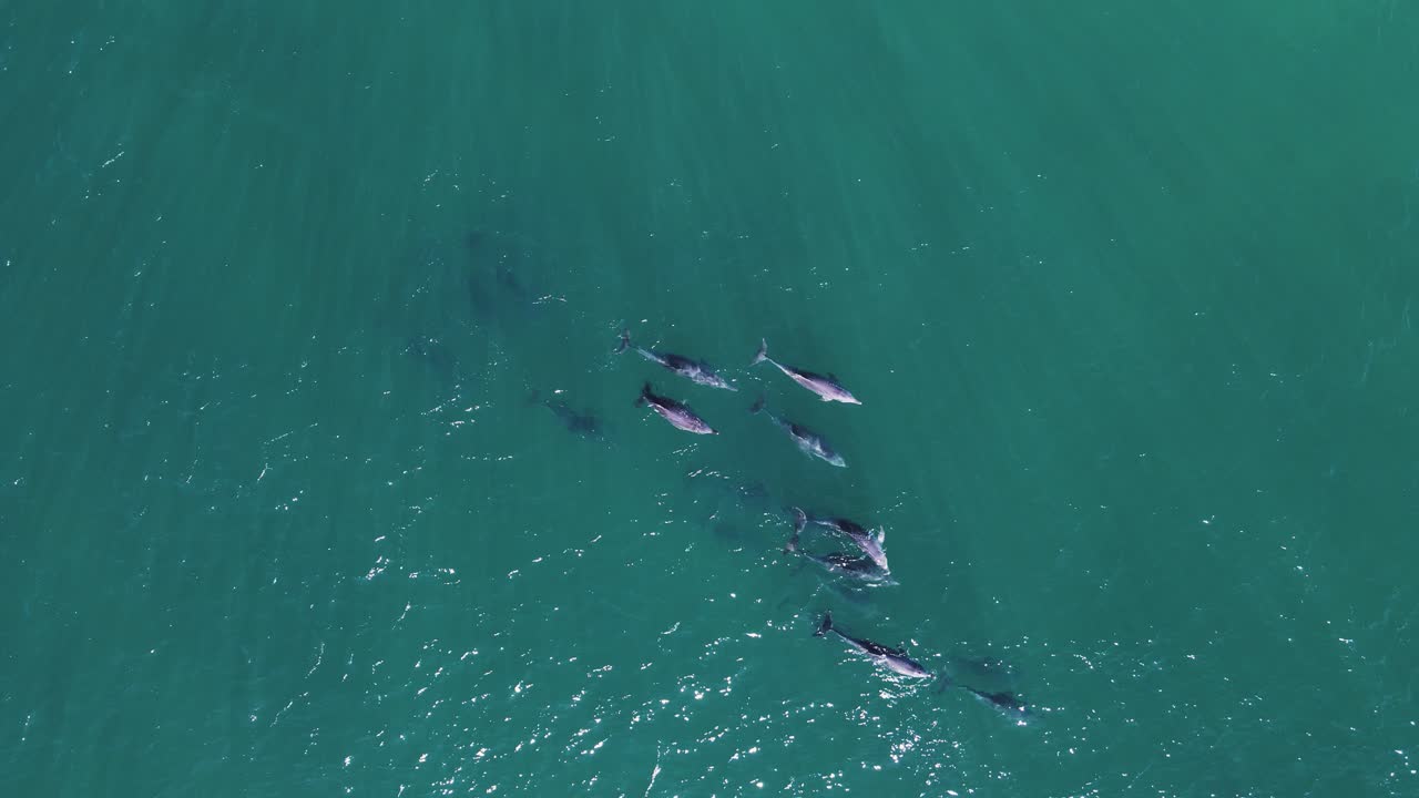 반짝이는 바다 팽창의 물 아래에서 큰 돌고래 무리가 헤엄칩니다.